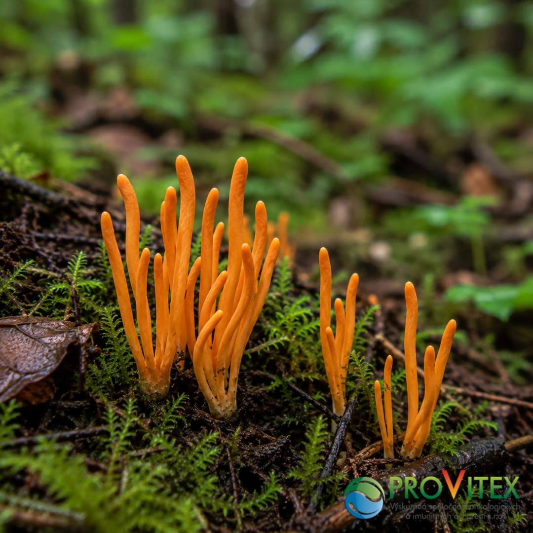 Cordyceps militaris-žezlovka hmyzová-motýlniková tráva 1